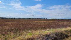 Photo Pruniers copie Photo Pruniers copie